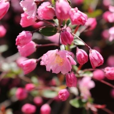 海棠植物|海棠（カイドウ）ってどんな植物？桜との違いや庭木。